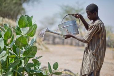 A man watering plants in a local market garden near Zinder, Niger. The Irish Red Cross supports the development of market gardens in the region.