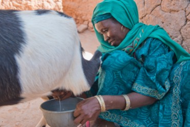 A woman milks a goat in a village near Zinder, Niger. Irish Red CRoss supports breeding and animal fattening programs in villages throughout the area.