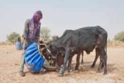 A man waters his cattle with water from a well near Zinder, Niger.